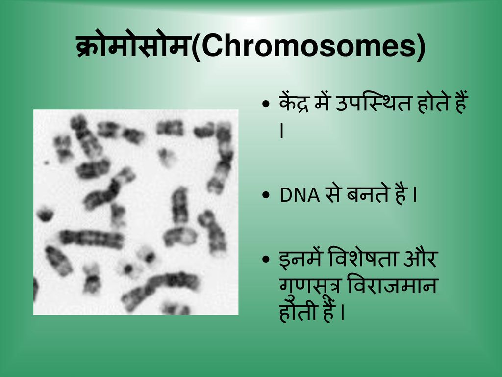 क्रोमोसोम(Chromosomes)