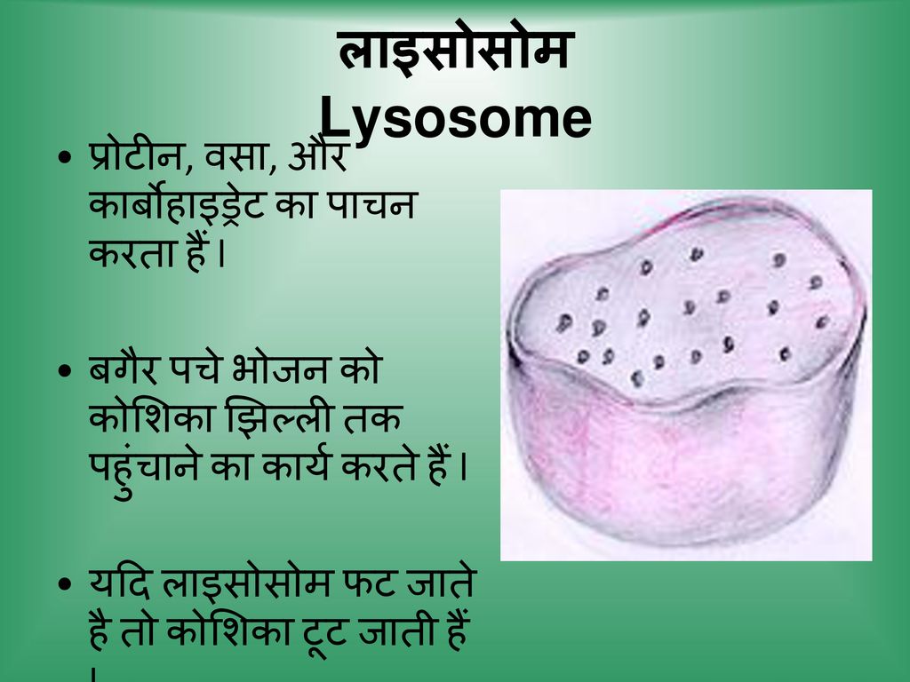 Lysosome प्रोटीन, वसा, और कार्बोहाइड्रेट का पाचन करता हैं l