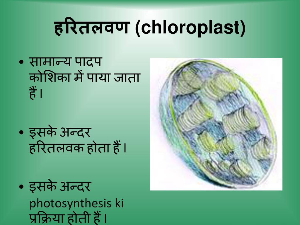 हरितलवण (chloroplast)